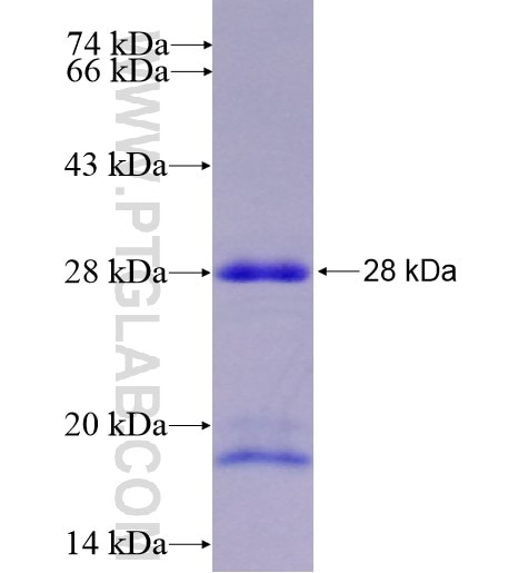 HMGB2 fusion protein Ag8110 SDS-PAGE