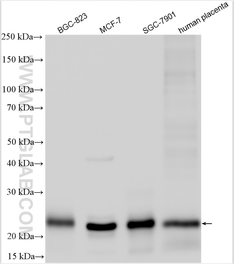 Western Blot (WB) analysis of various lysates using HMGB3 Polyclonal antibody (27465-1-AP)