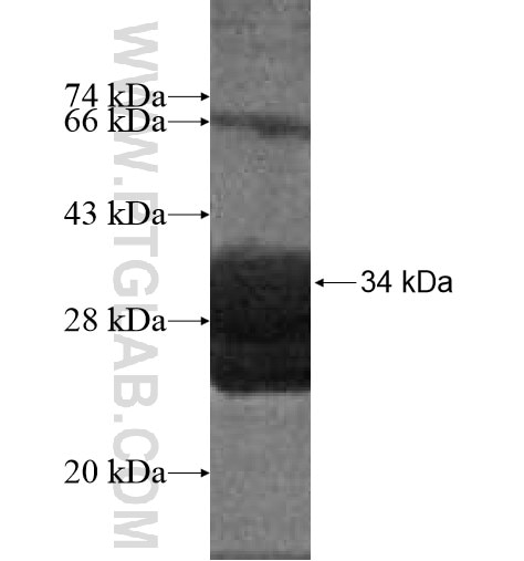 HMGB3L1 fusion protein Ag15748 SDS-PAGE