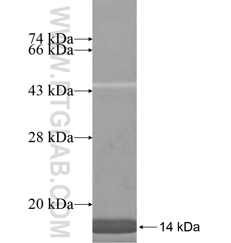 HMGB3L1 fusion protein Ag16756 SDS-PAGE