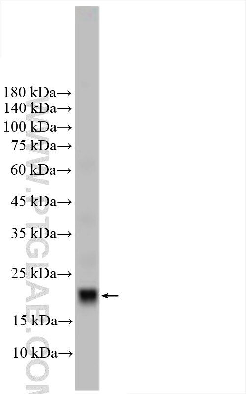 Western Blot (WB) analysis of mouse testis tissue using HMGB4 Polyclonal antibody (12787-1-AP)