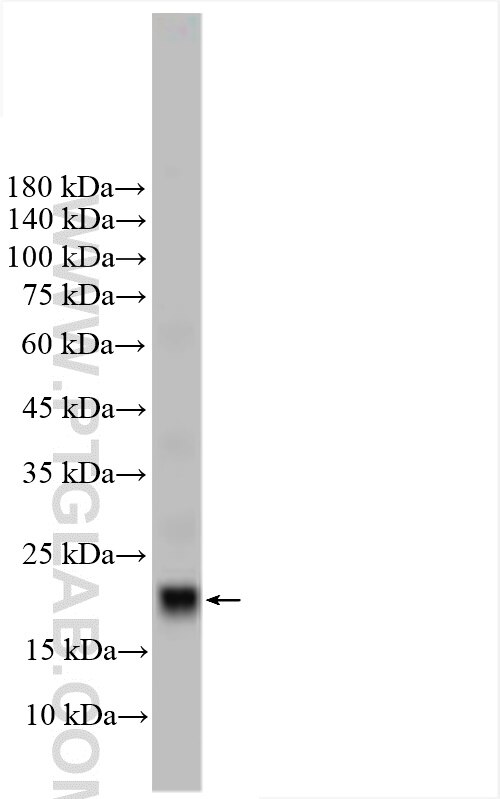 WB analysis of mouse testis using 12787-1-AP