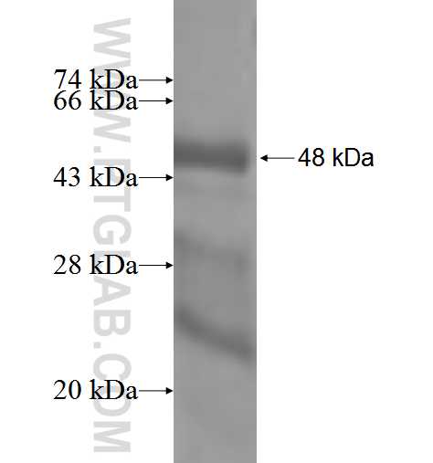 HMGB4 fusion protein Ag3503 SDS-PAGE