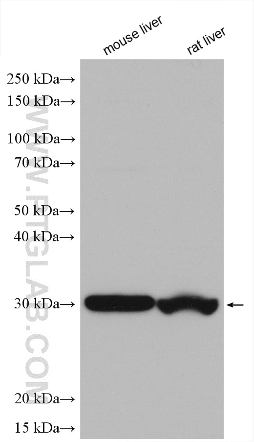 Western Blot (WB) analysis of various lysates using HMGCL Polyclonal antibody (16898-1-AP)