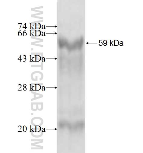 HMGCR fusion protein Ag4444 SDS-PAGE