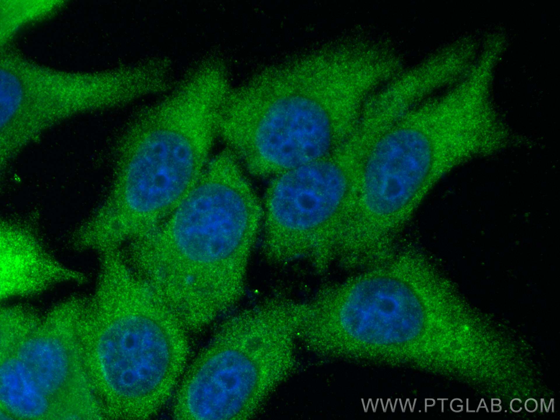 Immunofluorescence (IF) / fluorescent staining of HepG2 cells using HMGCS1 Polyclonal antibody (17643-1-AP)