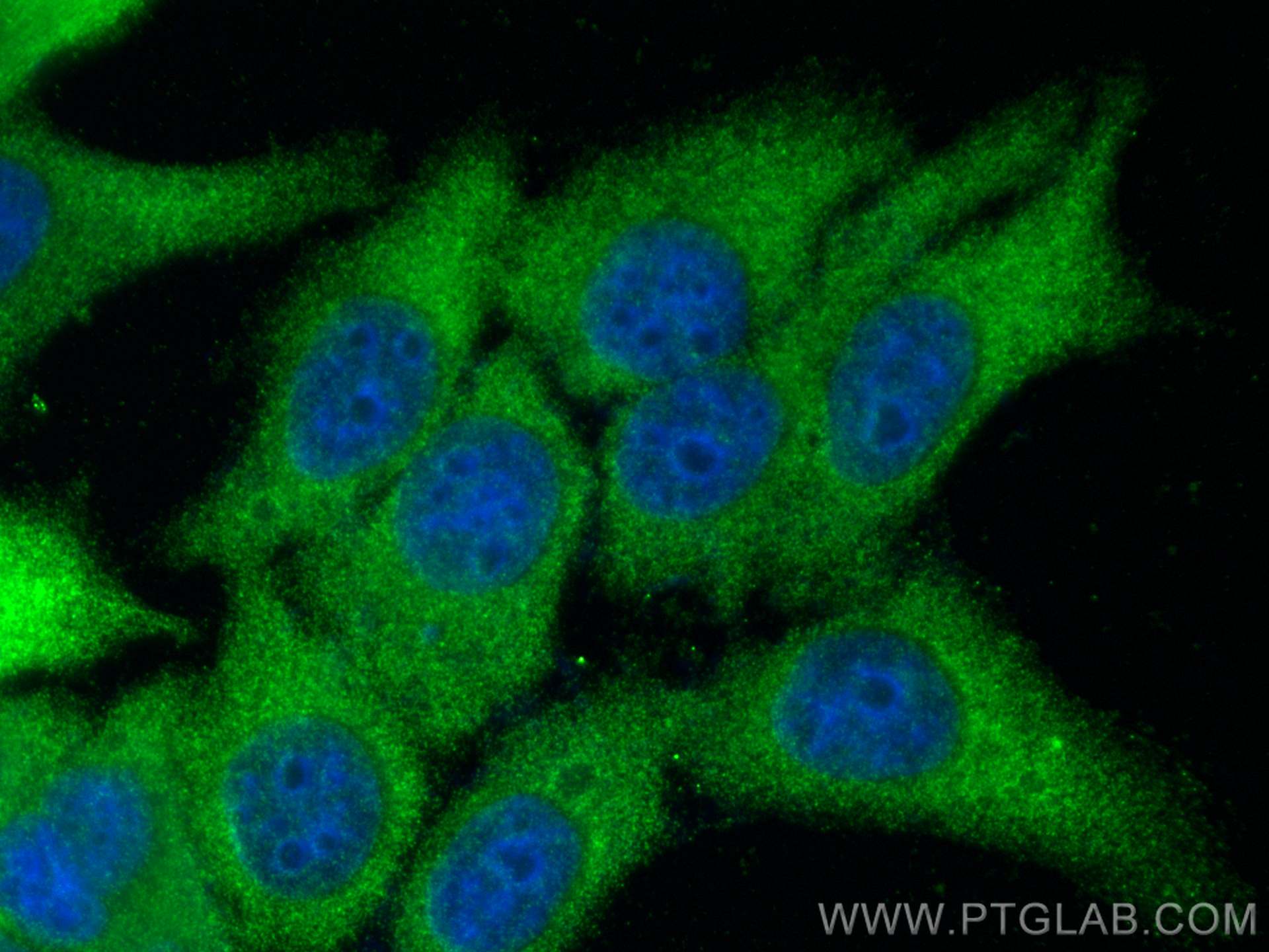 IF Staining of HepG2 using 17643-1-AP