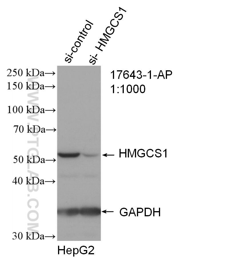 Western Blot (WB) analysis of HepG2 cells using HMGCS1 Polyclonal antibody (17643-1-AP)