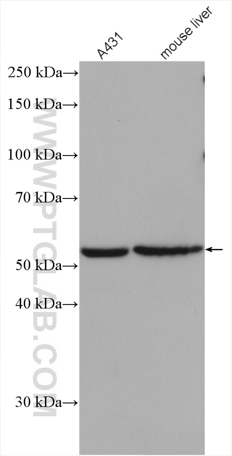 Western Blot (WB) analysis of various lysates using HMGCS1 Polyclonal antibody (17643-1-AP)