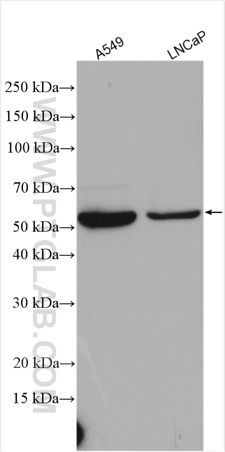 Western Blot (WB) analysis of various lysates using HMGCS1 Polyclonal antibody (17643-1-AP)