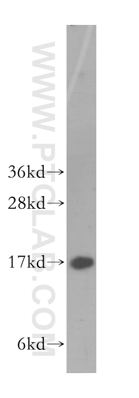 Western Blot (WB) analysis of HepG2 cells using HMGN1 Polyclonal antibody (11695-1-AP)