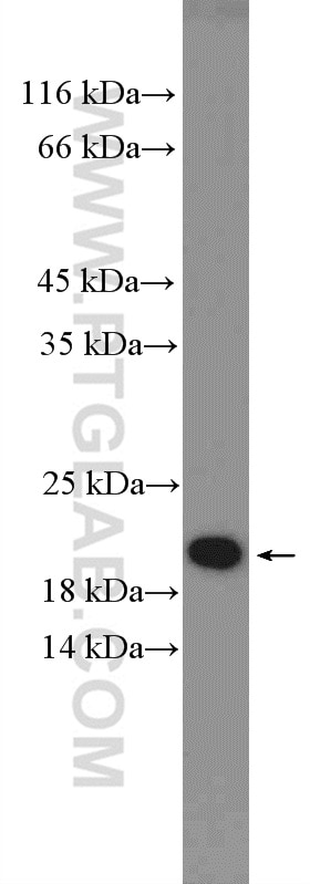 Western Blot (WB) analysis of HeLa cells using HMGN2 Polyclonal antibody (10953-1-AP)
