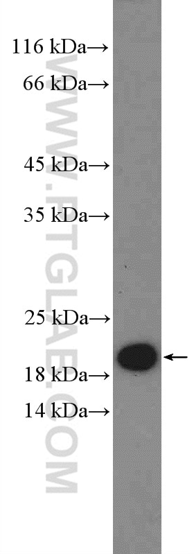 Western Blot (WB) analysis of HepG2 cells using HMGN2 Polyclonal antibody (10953-1-AP)
