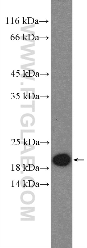 WB analysis of HepG2 using 10953-1-AP