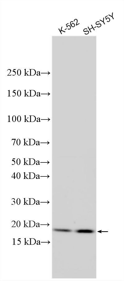 Western Blot (WB) analysis of various lysates using HMGN2 Polyclonal antibody (10953-1-AP)