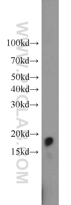 Western Blot (WB) analysis of HL-60 cells using HMGN2 Polyclonal antibody (10953-1-AP)