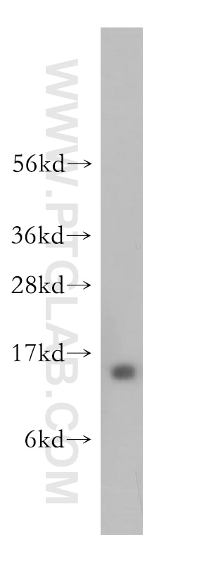 Western Blot (WB) analysis of HeLa cells using HMGN4 Polyclonal antibody (11686-1-AP)