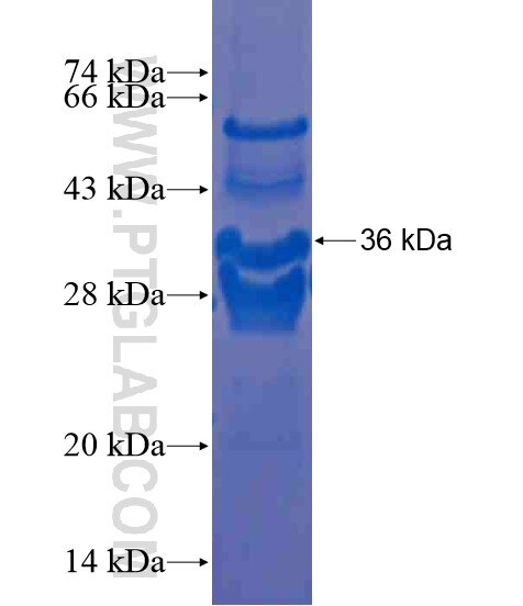 HMGXB4 fusion protein Ag20435 SDS-PAGE