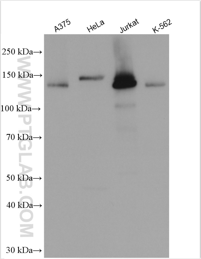 Western Blot (WB) analysis of various lysates using HMHA1 Polyclonal antibody (14832-1-AP)