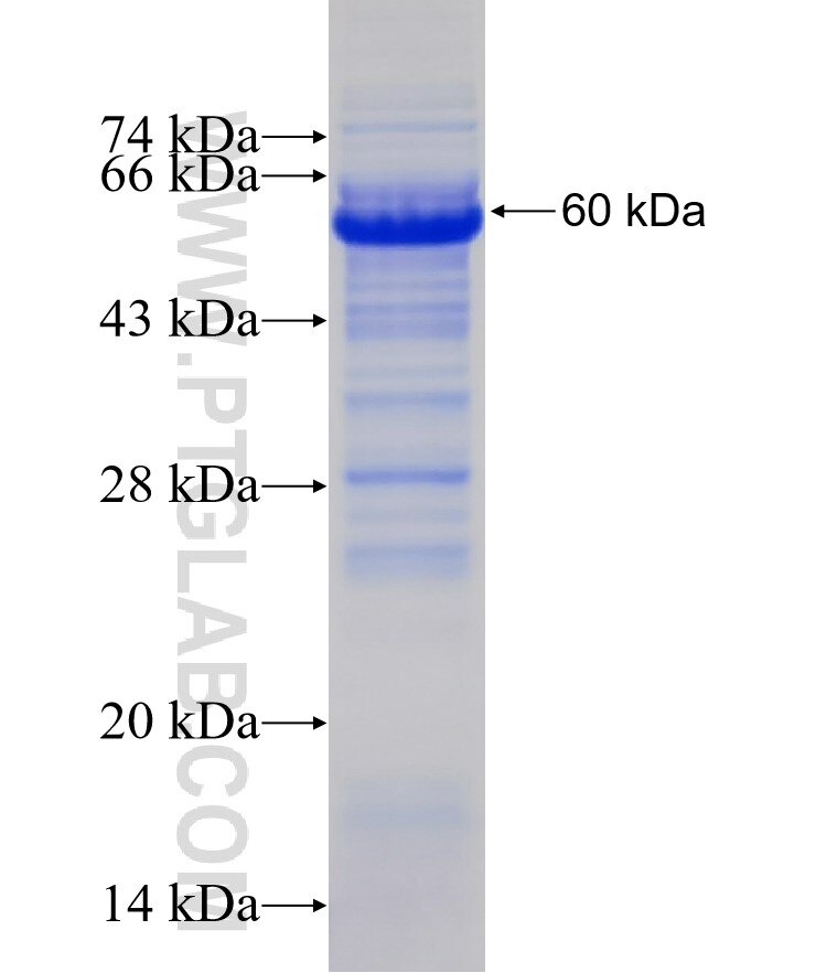 HMHA1 fusion protein Ag14480 SDS-PAGE