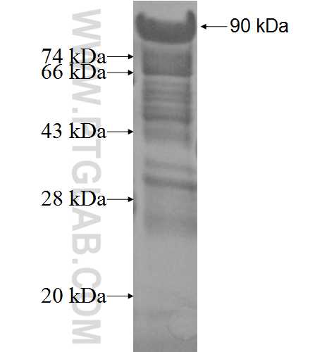 HMHA1 fusion protein Ag6636 SDS-PAGE