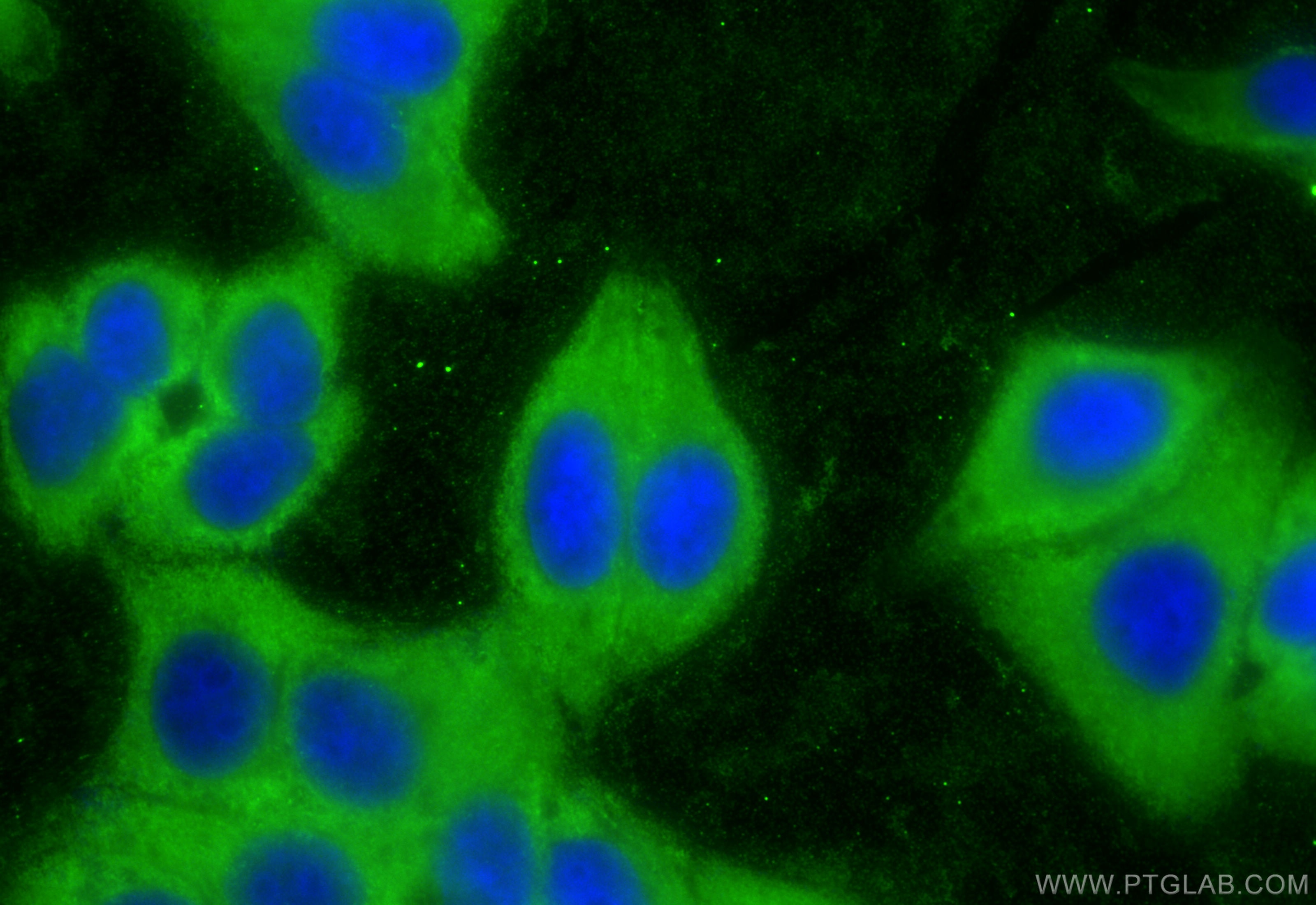Immunofluorescence (IF) / fluorescent staining of HepG2 cells using HMMR Monoclonal antibody (68718-1-Ig)