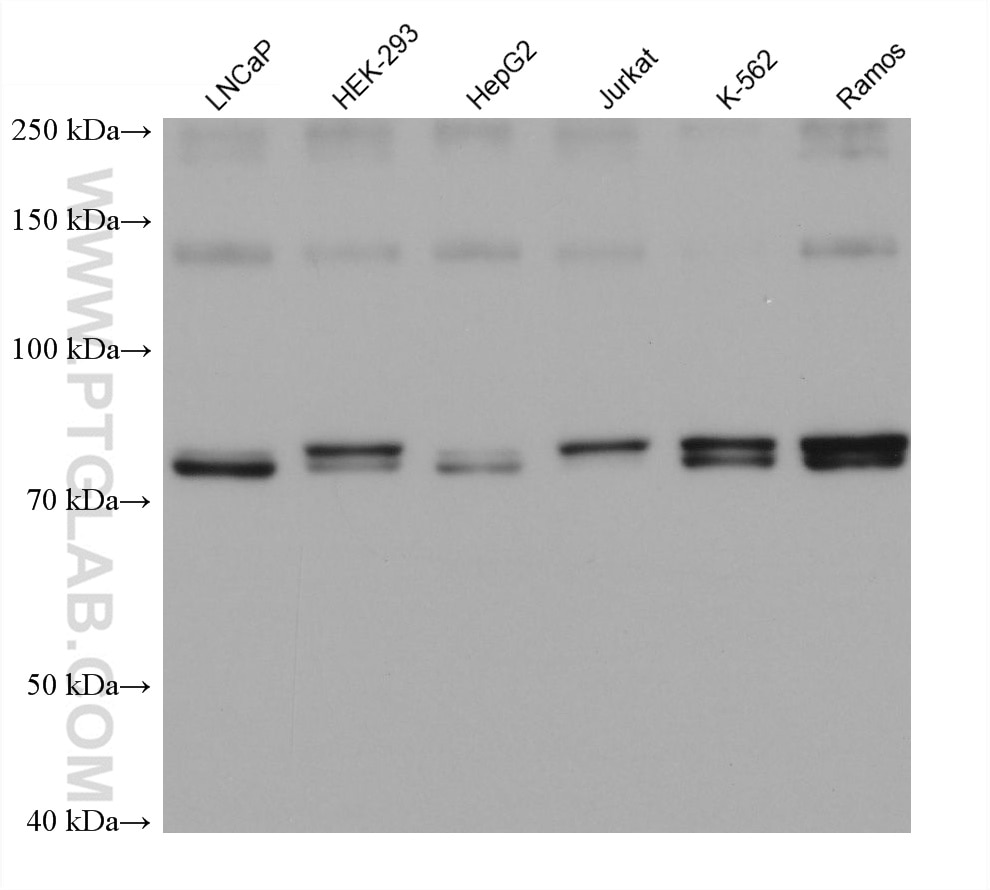 Western Blot (WB) analysis of various lysates using HMMR Monoclonal antibody (68718-1-Ig)