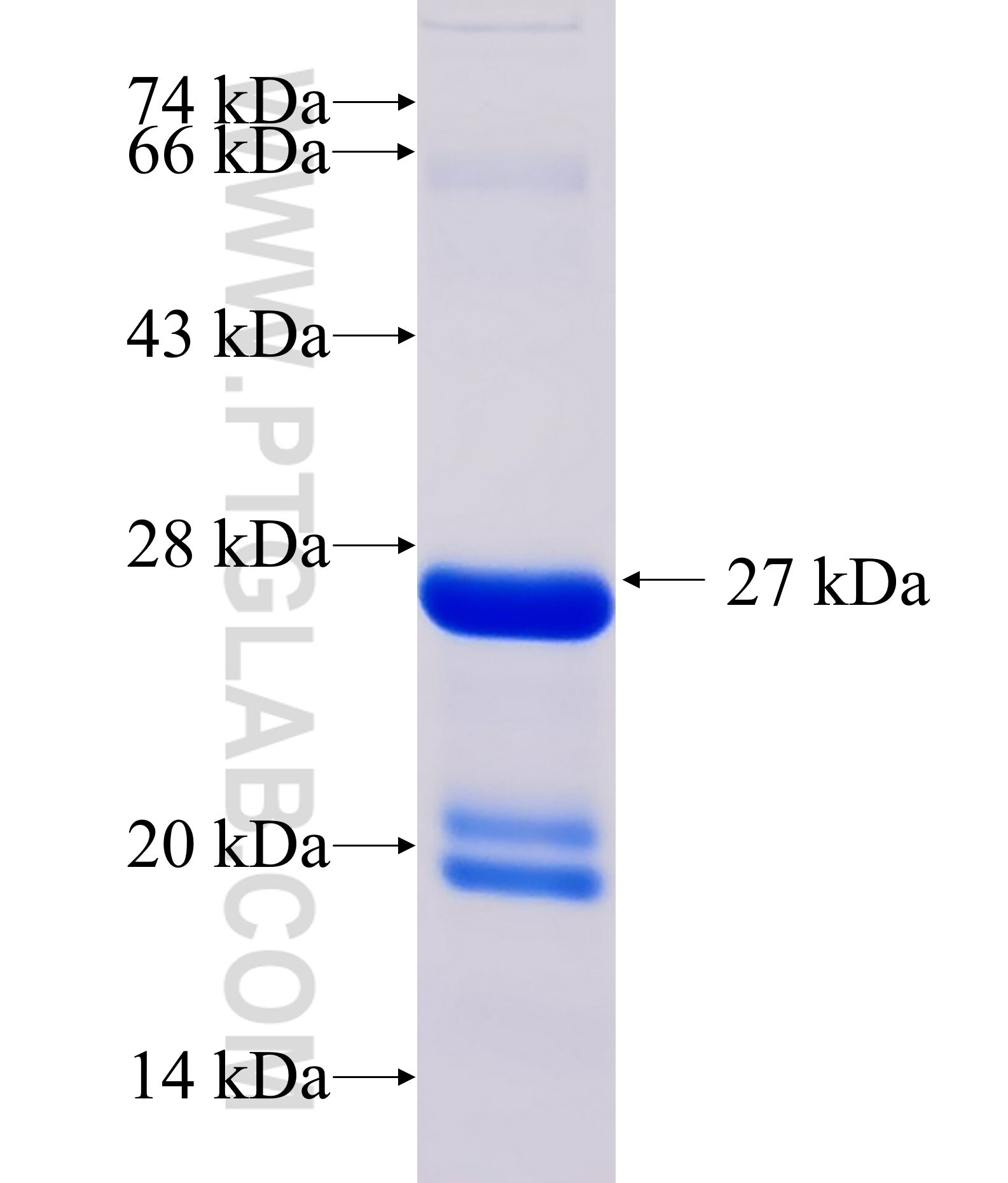 HMMR fusion protein Ag33723 SDS-PAGE