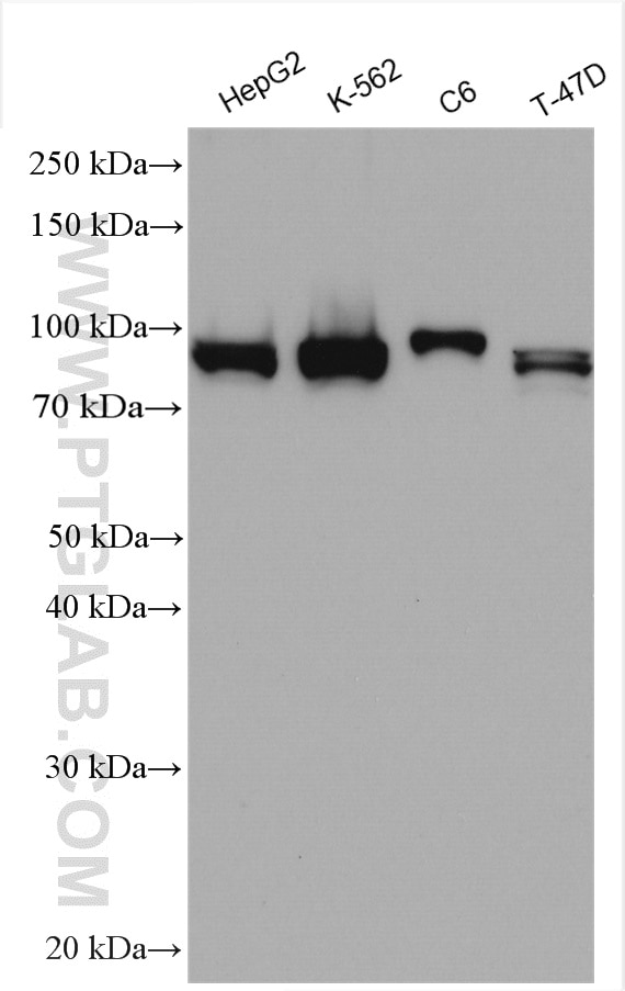 Western Blot (WB) analysis of various lysates using HMMR-Specific Polyclonal antibody (15820-1-AP)