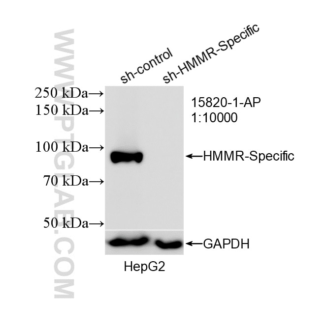 Western Blot (WB) analysis of HepG2 cells using HMMR-Specific Polyclonal antibody (15820-1-AP)
