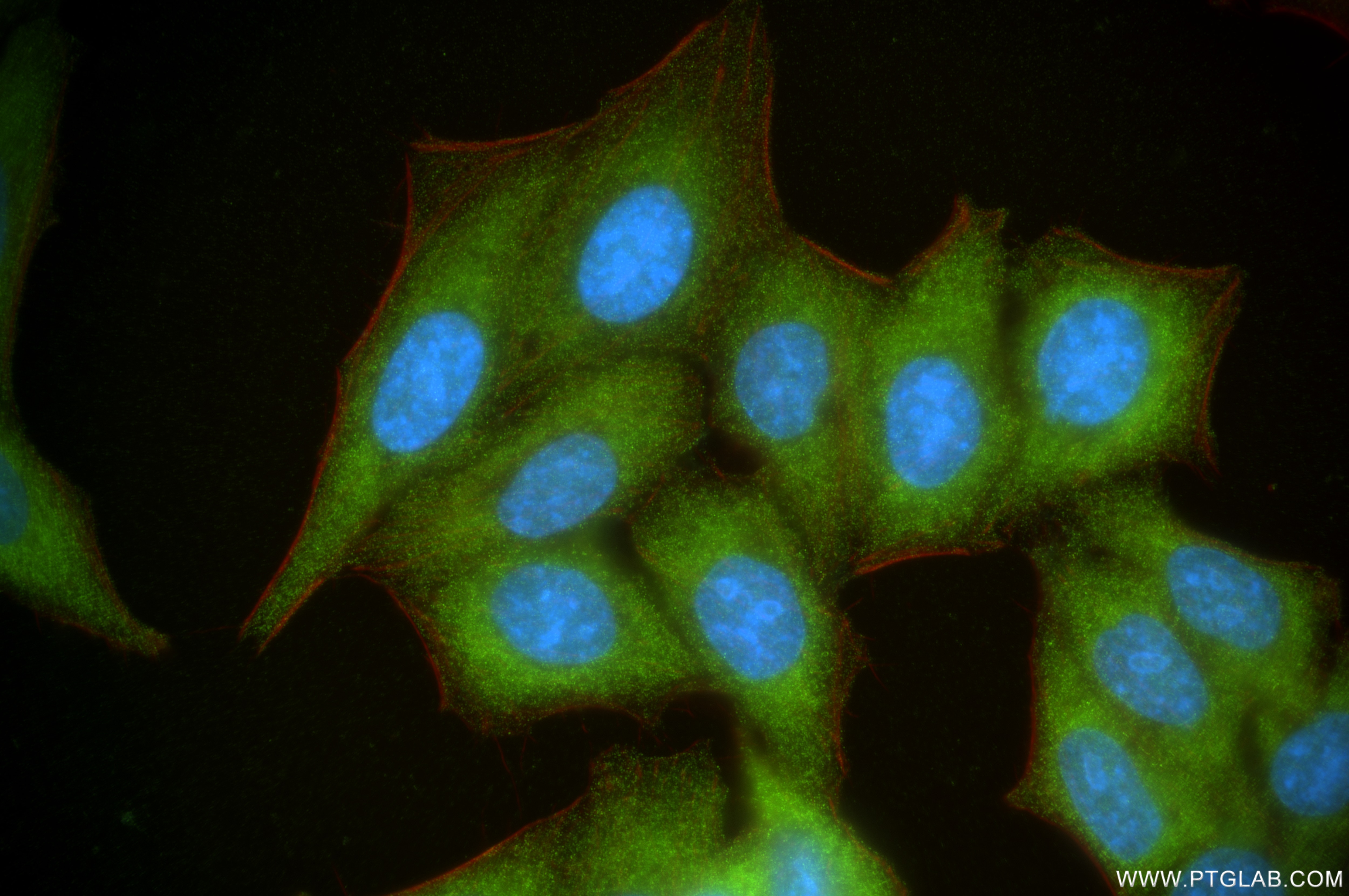 Immunofluorescence (IF) / fluorescent staining of HepG2 cells using HMMR-Specific Recombinant antibody (85094-1-RR)
