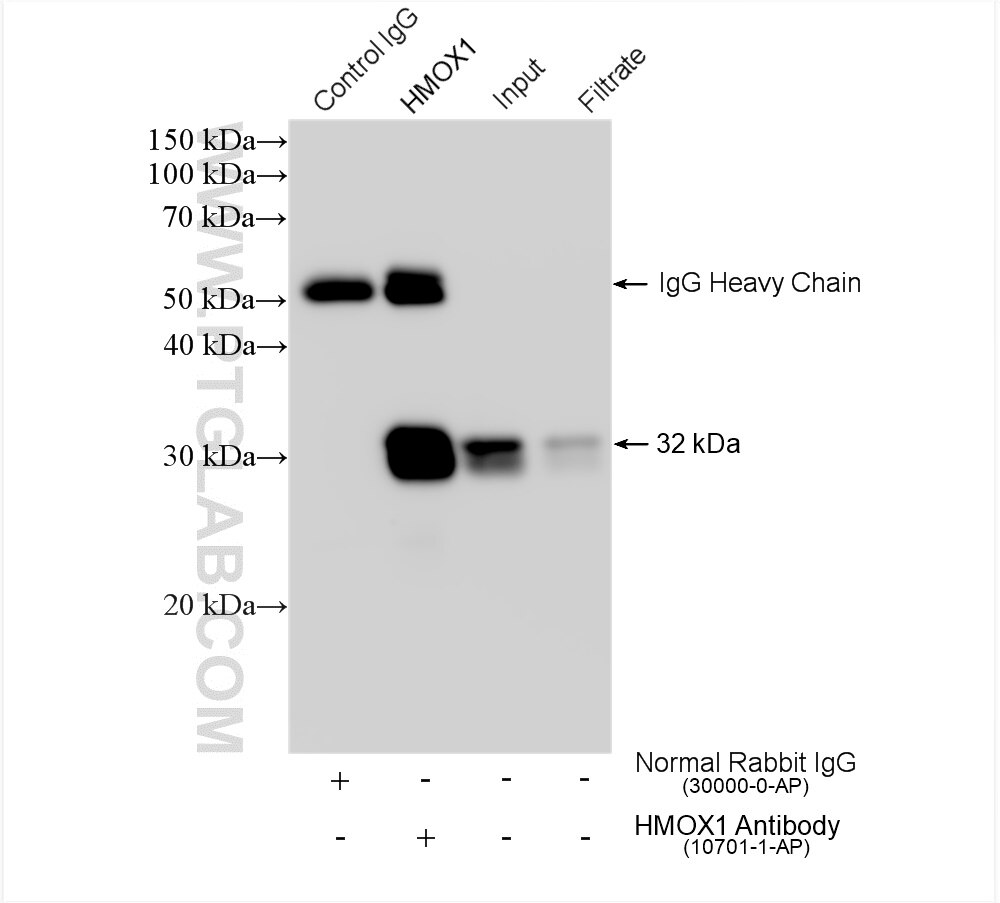 Immunoprecipitation (IP) experiment of HeLa cells using HO-1/HMOX1 Polyclonal antibody (10701-1-AP)