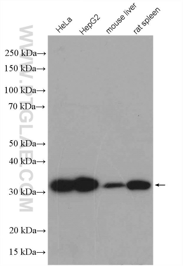 Western Blot (WB) analysis of various lysates using HO-1/HMOX1 Polyclonal antibody (10701-1-AP)