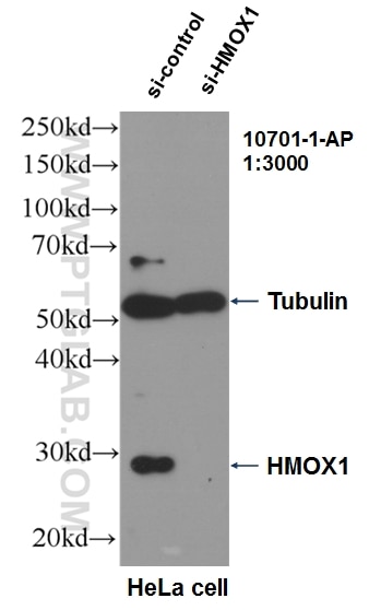 WB analysis of HeLa using 10701-1-AP