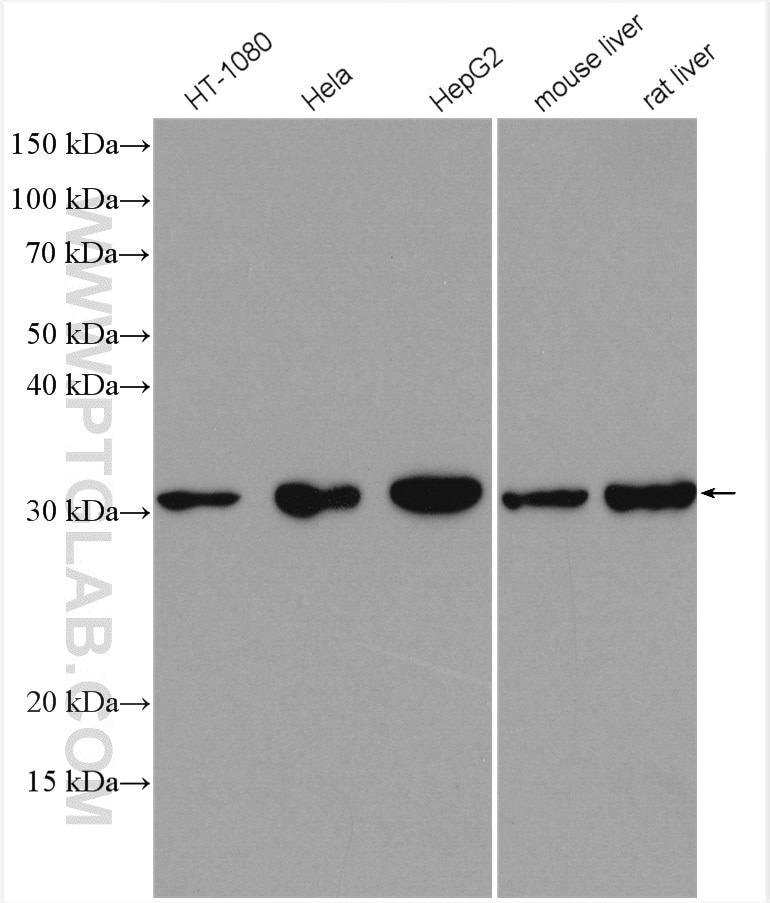 Western Blot (WB) analysis of various lysates using HO-1/HMOX1 Polyclonal antibody (10701-1-AP)