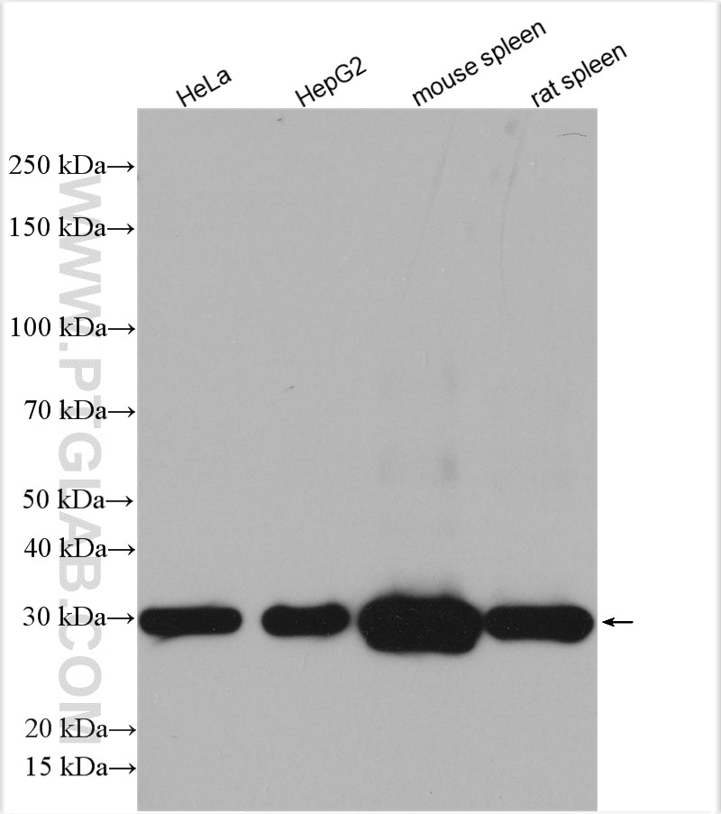 Western Blot (WB) analysis of various lysates using HO-1/HMOX1 Polyclonal antibody (10701-1-AP)