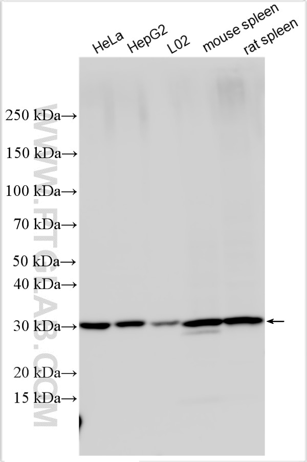 Western Blot (WB) analysis of various lysates using HO-1/HMOX1 Polyclonal antibody (10701-1-AP)