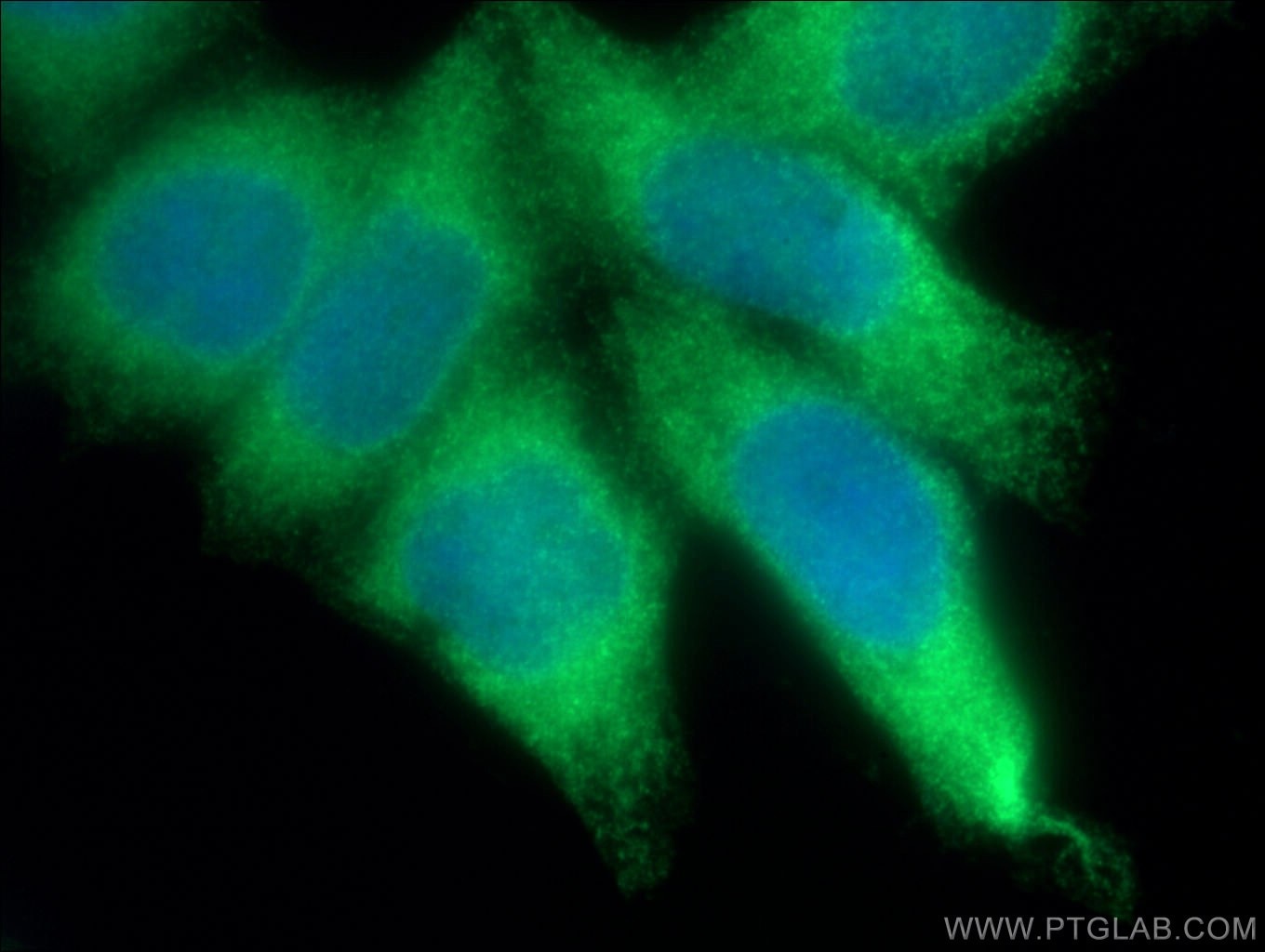 Immunofluorescence (IF) / fluorescent staining of HeLa cells using HMOX2 Polyclonal antibody (14817-1-AP)