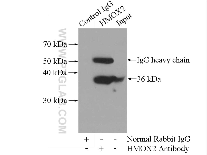 Immunoprecipitation (IP) experiment of Raji cells using HMOX2 Polyclonal antibody (14817-1-AP)