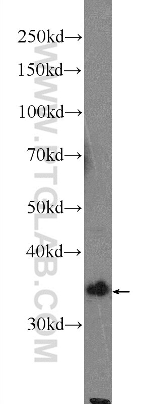 Western Blot (WB) analysis of mouse spleen tissue using HMOX2 Polyclonal antibody (14817-1-AP)