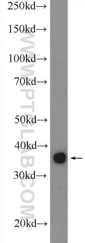 Western Blot (WB) analysis of HepG2 cells using HMOX2 Polyclonal antibody (14817-1-AP)