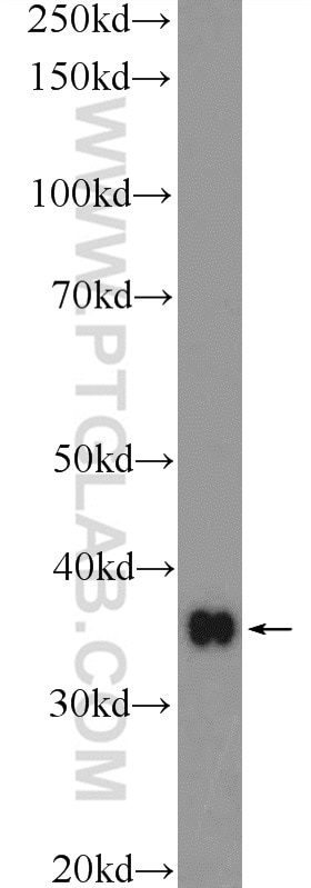 Western Blot (WB) analysis of K-562 cells using HMOX2 Polyclonal antibody (14817-1-AP)