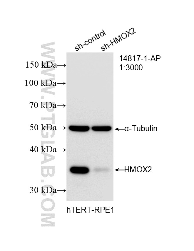Western Blot (WB) analysis of hTERT-RPE1 cells using HMOX2 Polyclonal antibody (14817-1-AP)