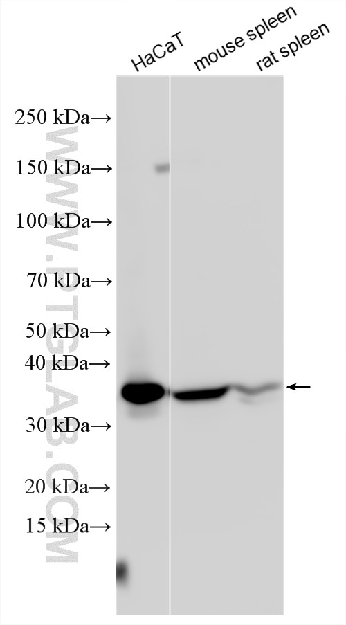 Western Blot (WB) analysis of various lysates using HMOX2 Polyclonal antibody (14817-1-AP)