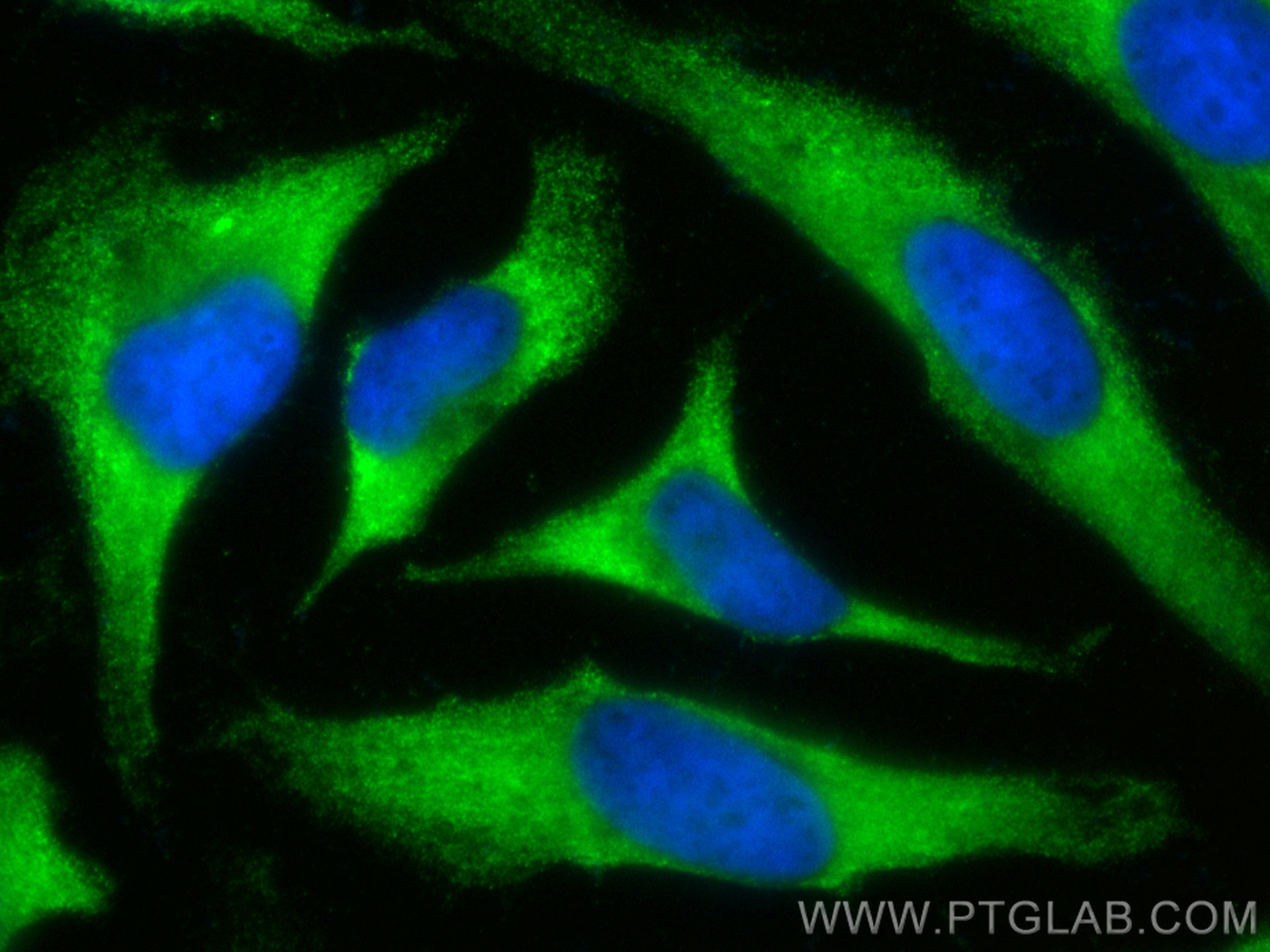 Immunofluorescence (IF) / fluorescent staining of HeLa cells using CoraLite® Plus 488-conjugated HMOX2 Polyclonal ant (CL488-14817)