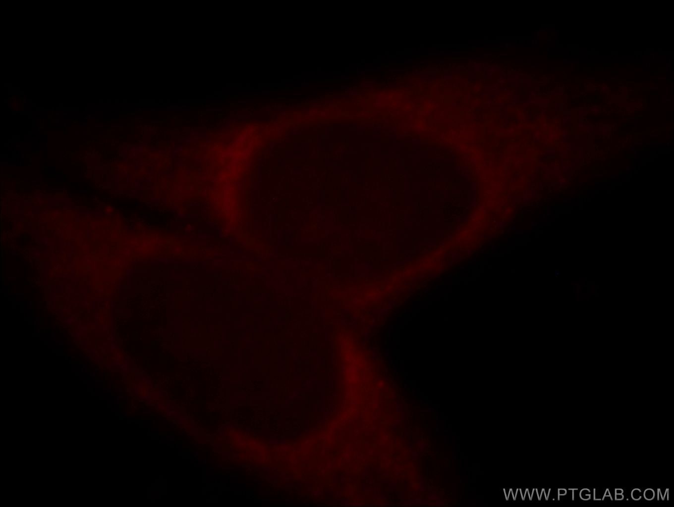 Immunofluorescence (IF) / fluorescent staining of HepG2 cells using HMP19 Polyclonal antibody (19423-1-AP)