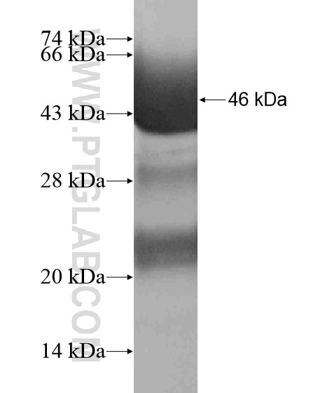 HMX2 fusion protein Ag19564 SDS-PAGE