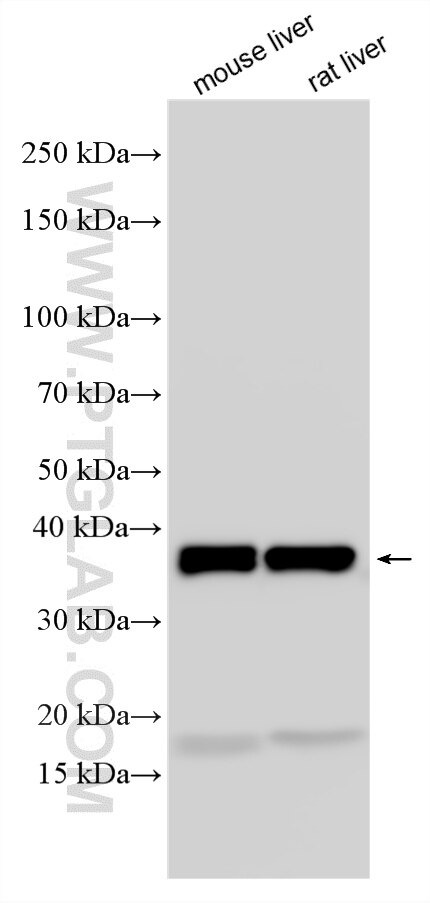 WB analysis using 34183-1-AP (same clone as 34183-1-PBS) Western Blot (WB) analysis of various lysates using HMX3 Polyclonal antibody (34183-1-AP)