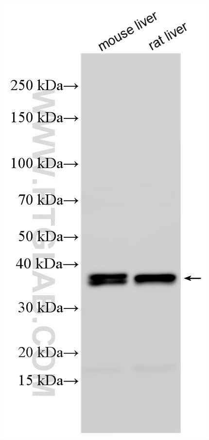 WB analysis using 34183-1-AP (same clone as 34183-1-PBS) Western Blot (WB) analysis of various lysates using HMX3 Polyclonal antibody (34183-1-AP)