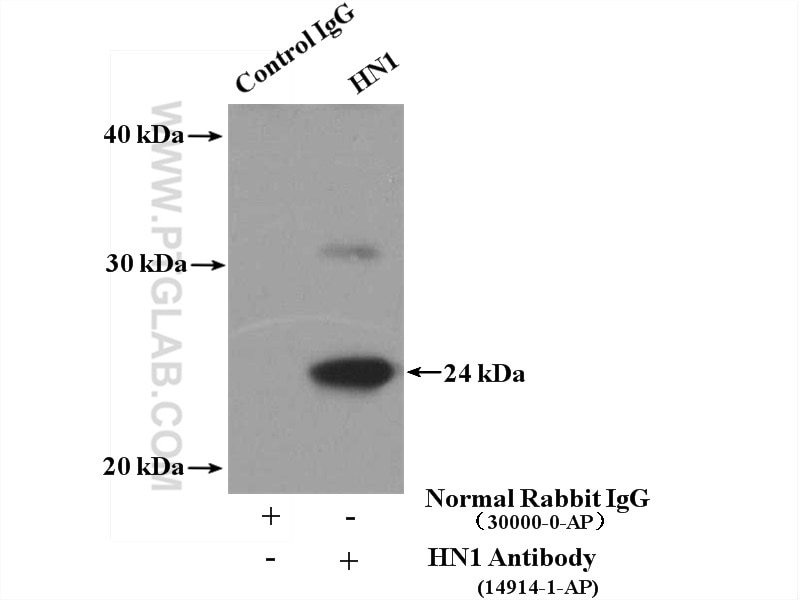 Immunoprecipitation (IP) experiment of MCF-7 cells using HN1 Polyclonal antibody (14914-1-AP)